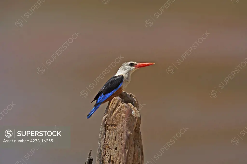 Grey-Headed Kingfisher, halcyon leucocephala, Adult standing on Post, Naivasha Lake in Kenhya