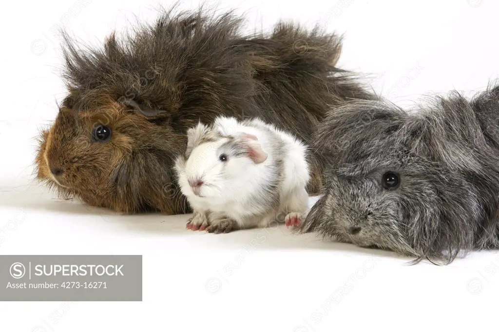 Long Hair Guinea Pig, cavia porcellus, Group against White Background