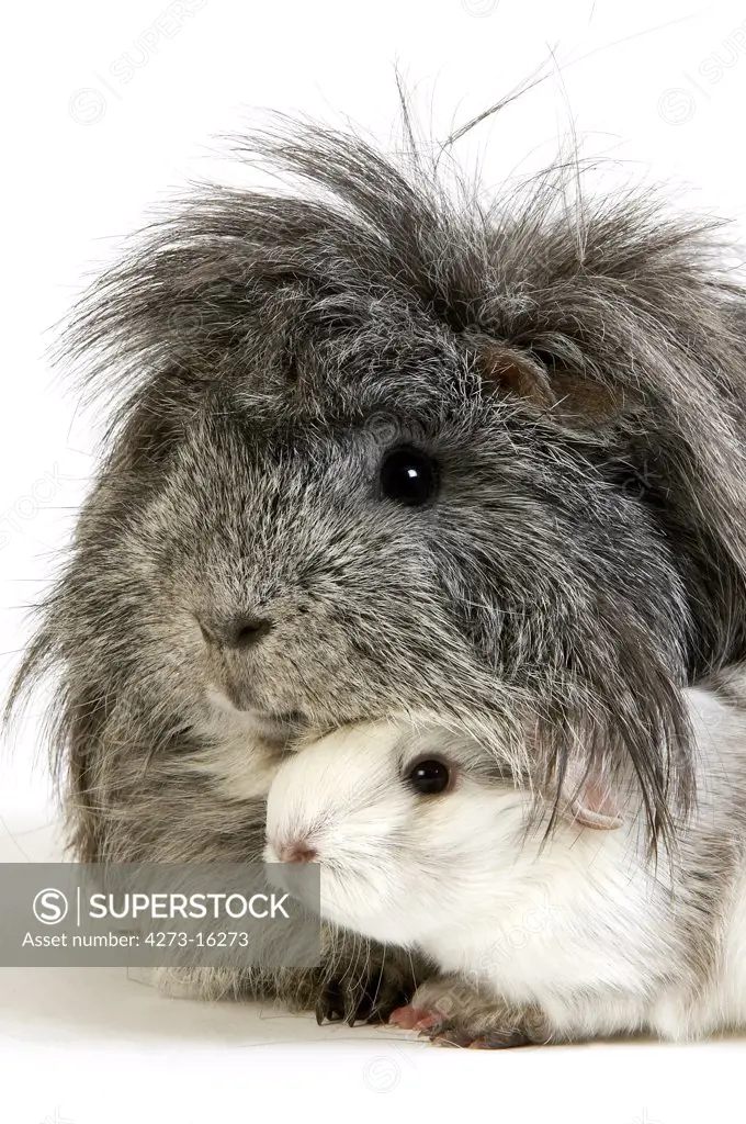 Long Hair Guinea Pig, cavia porcellus, Adults against White Background
