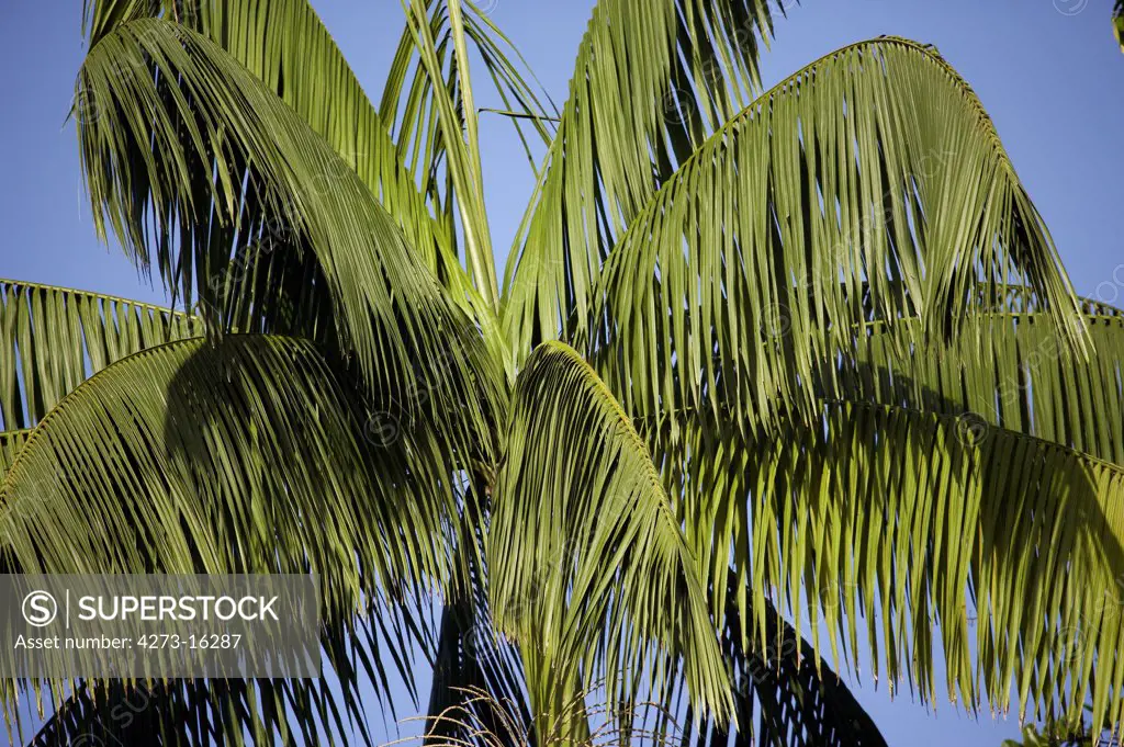 Moriche Plam, mauritia flexuosa, Trees producing Heart of Palm, Irinoco Delta in Venezuela