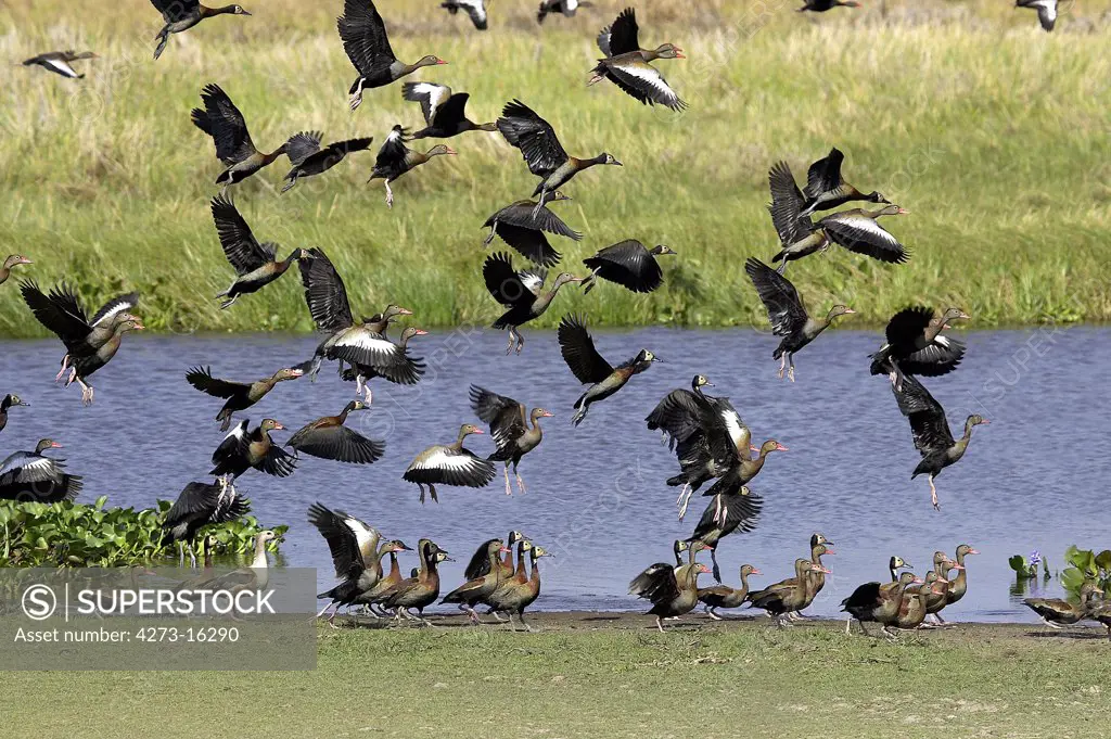 White-Faced Whistling Duck, dendrocygna viduata, and Red-Billed Whistling Duck,  dendrocygna automnalis, Group in Flight, standing in Swamp, Los Lianos in Venezuela