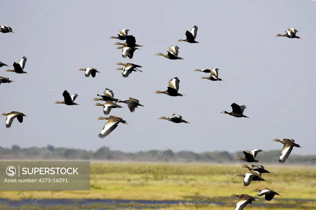 White-Faced Whistling Duck, dendrocygna viduata, and Red-Billed Whistling Duck,  dendrocygna automnalis, Group in Flight, Los Lianos in Venezuela