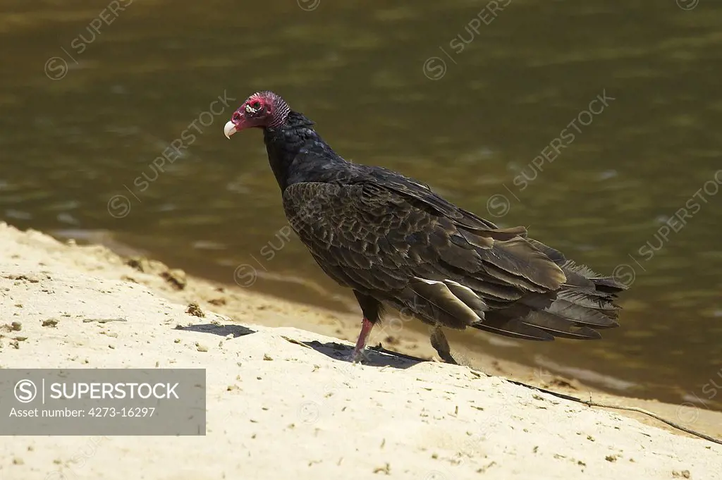 South American Turkey Vulture, cathartes aura ruficollis, Adult standing near Water, Los Lianos in Venezuela