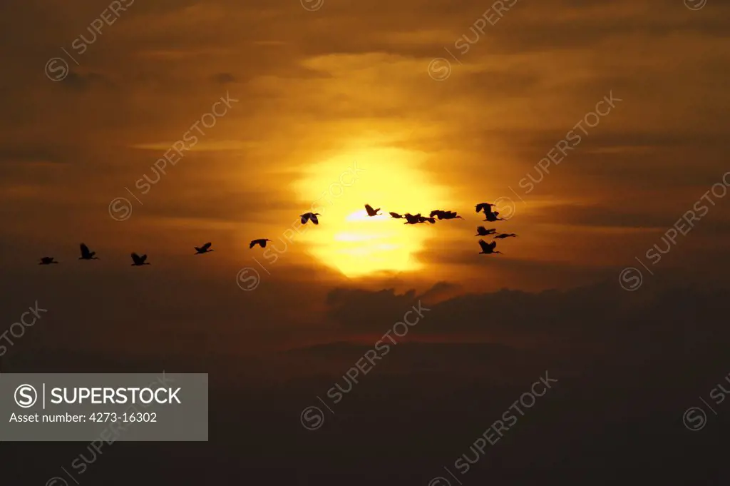 Scarlet Ibis, eudocimus ruber, Group in Flight at Sunset, Los Lianos in Venezuela