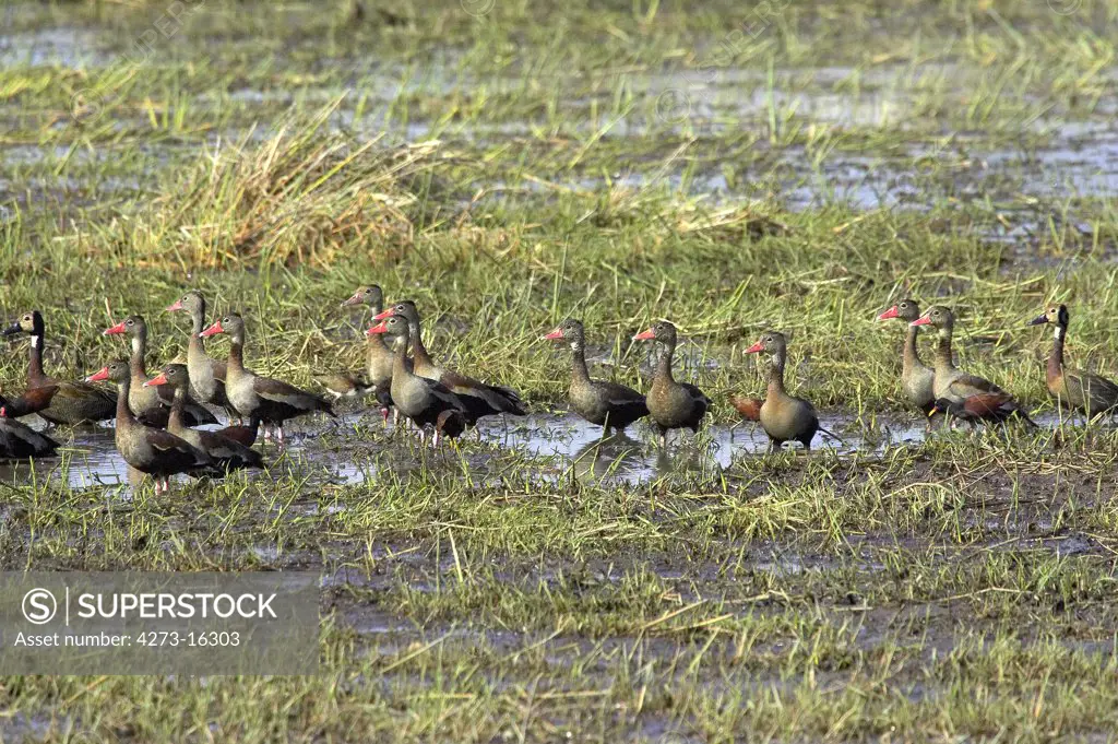 White-Faced Whistling Duck, dendrocygna viduata, and Red-Billed Whistling Duck,  dendrocygna automnalis, Group standing in Swamp, Los Lianos in Venezuela