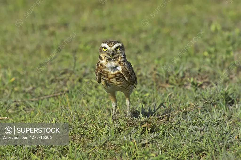 Burrowing Owl, athene cunicularia, Adult standing on Grass, Los Lianos in Venezuela