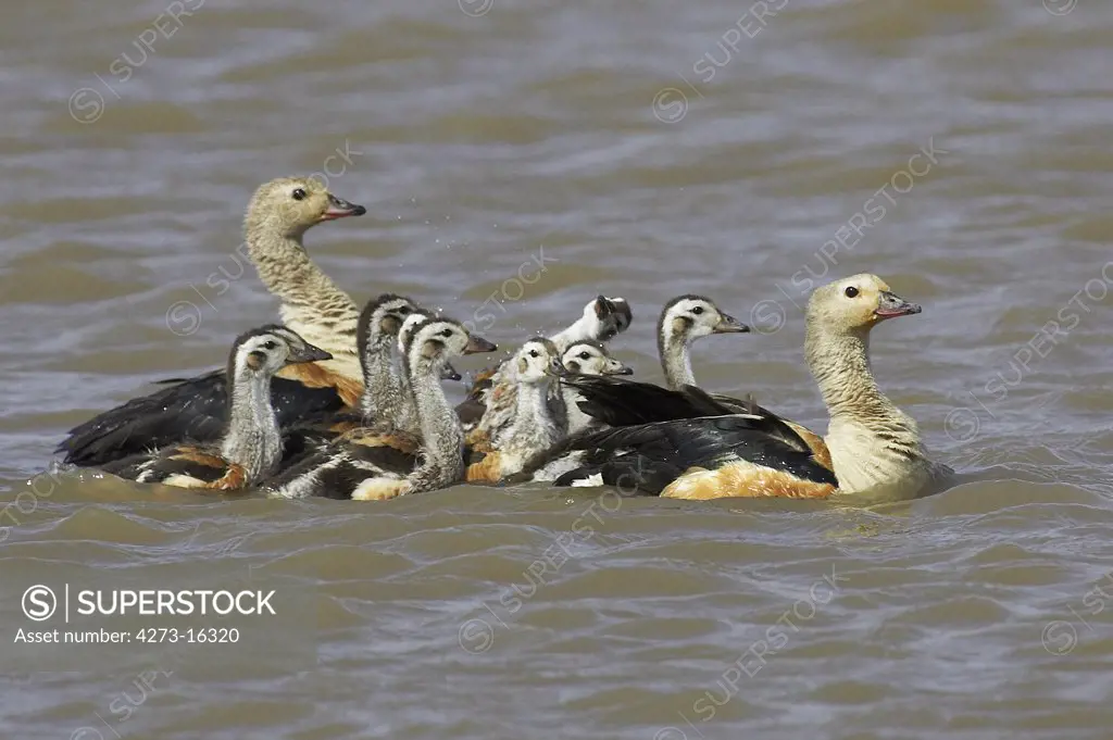 Orinoco Goose, neochen jubata, Pair with Chicks standing in Water, Los Lianos in Venezuela