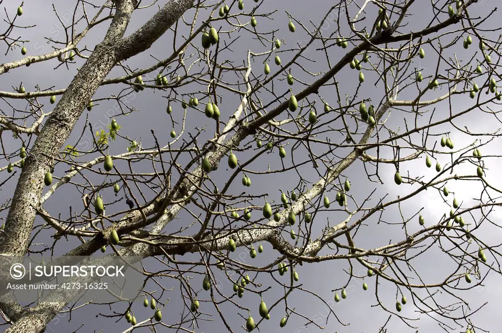 Kapok Tree or Silk Cotton Tree, ceiba pentandra, Tree with Fruits, Los  Lianos in Venezuela - SuperStock