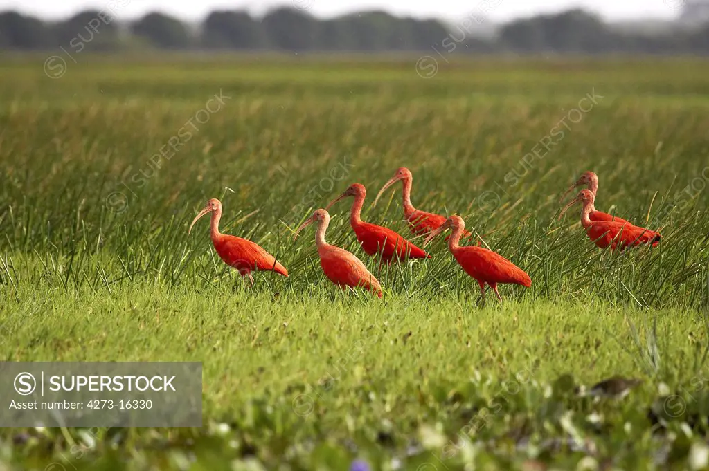 Scarlet Ibis, eudocimus ruber, Group standing in Swamp, Los Lianos in Venezuela