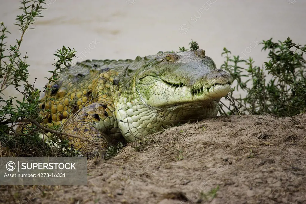 Orinoco Crocodile, crocodylus intermedius, Adult emerging from Water, Los Lianos in Venezuela