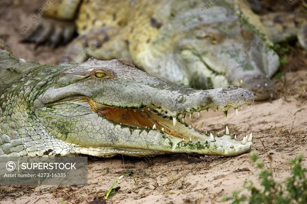 Orinoco Crocodile, crocodylus intermedius, Adult with Open Mouth Regulating Body Temperature, Los Lianos in Venezuela