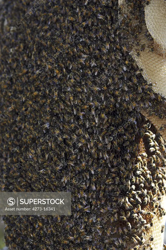 Wild Swarm of Bees, Los Lianos in Venezuela