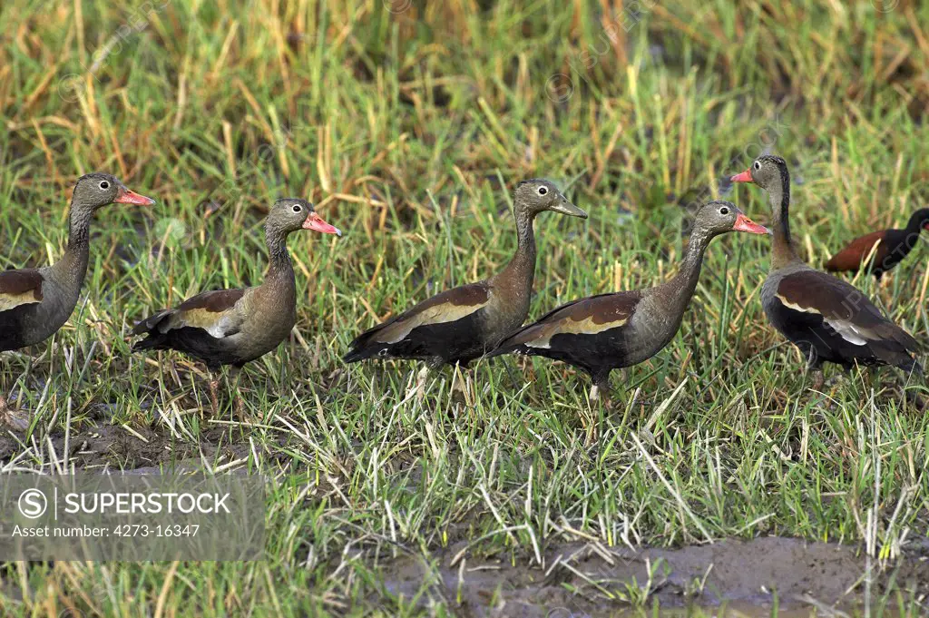 Red-Billed Whistling Duck,  dendrocygna automnalis, Group standing in Swamp, Los Lianos in Venezuela