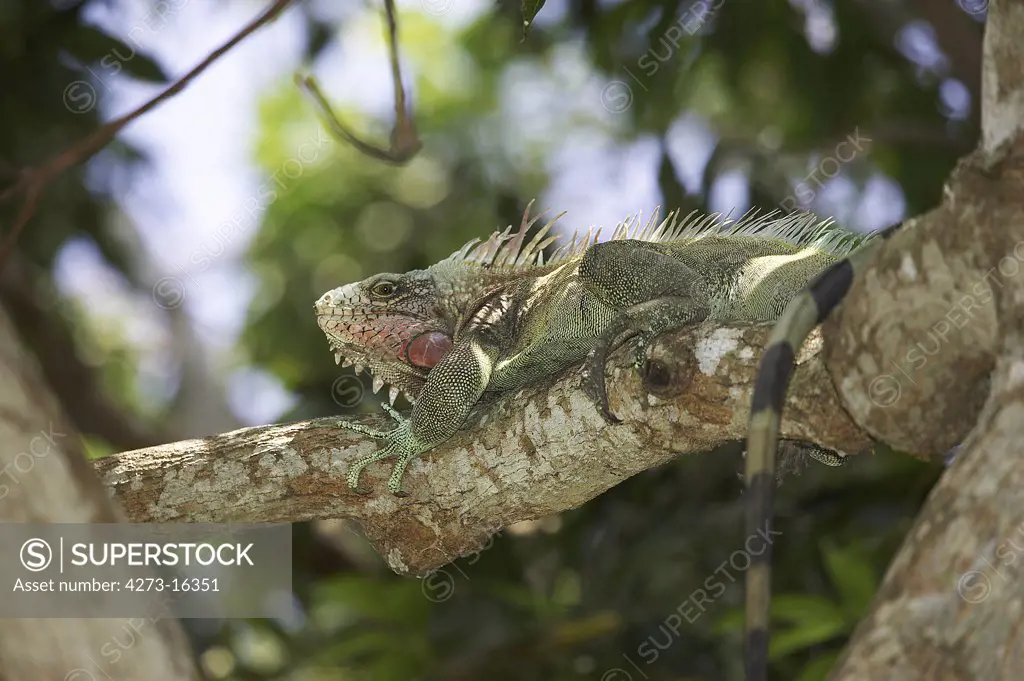 Green Iguana, iguana iguana, Adult perched in Tree, Los Lianos in Venezuela