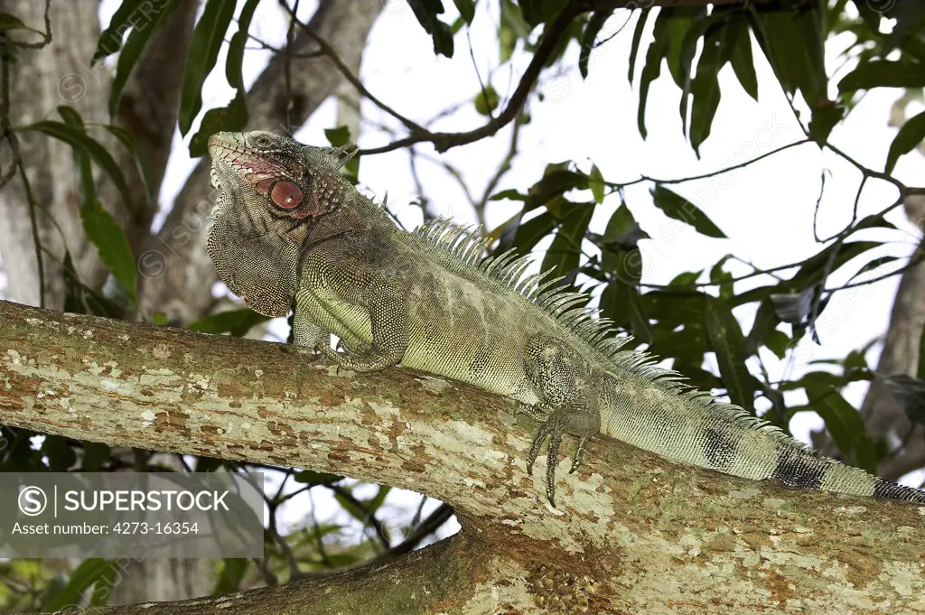 Green Iguana, iguana iguana, Adult perched in Tree, Los Lianos in Venezuela