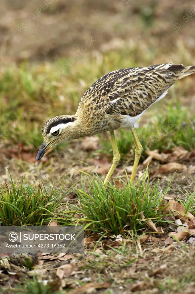 Double-Striped Thick-Knee, burhinus bistriatus, Adult standing near Nest with Egg, Los Lianos in Venezuela