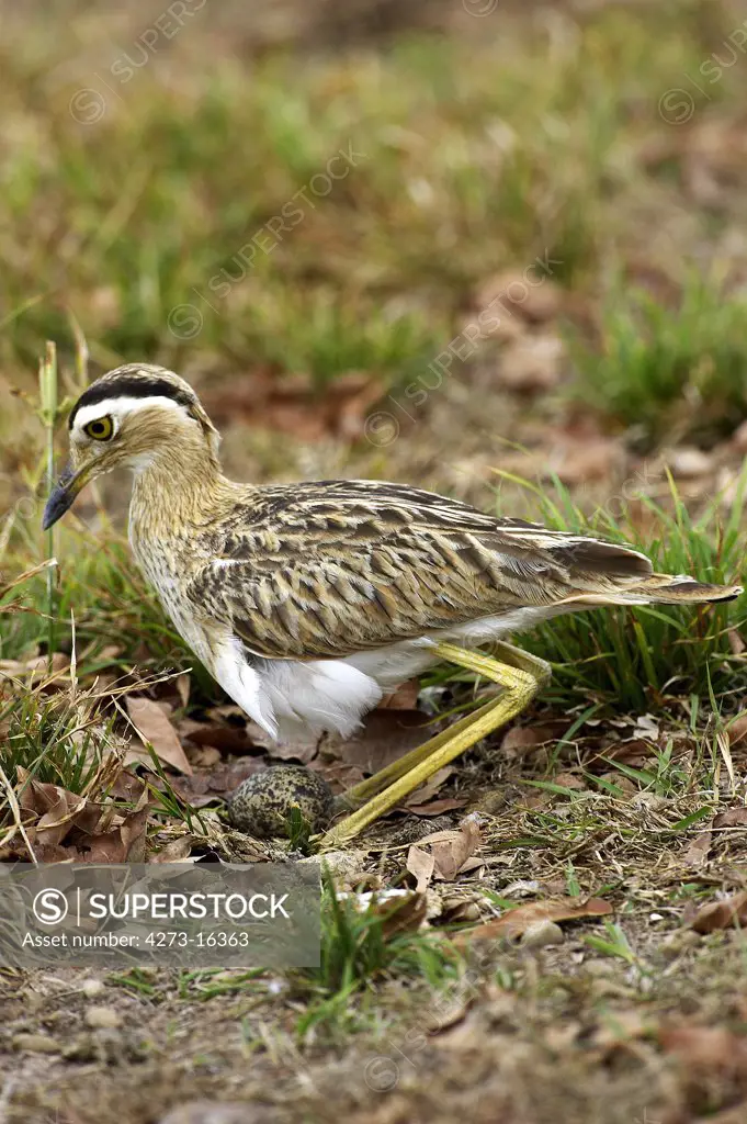 Double-Striped Thick-Knee, burhinus bistriatus, Adult standing on Nest with Egg, Los Lianos in Venezuela