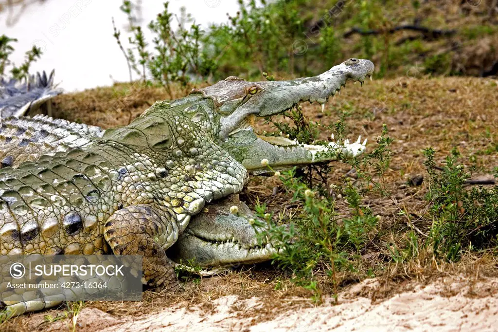 Orinoco Crocodile, crocodylus intermedius, Adult with Open Mouth Regulating Body Temperature, Los Lianos in Venezuela