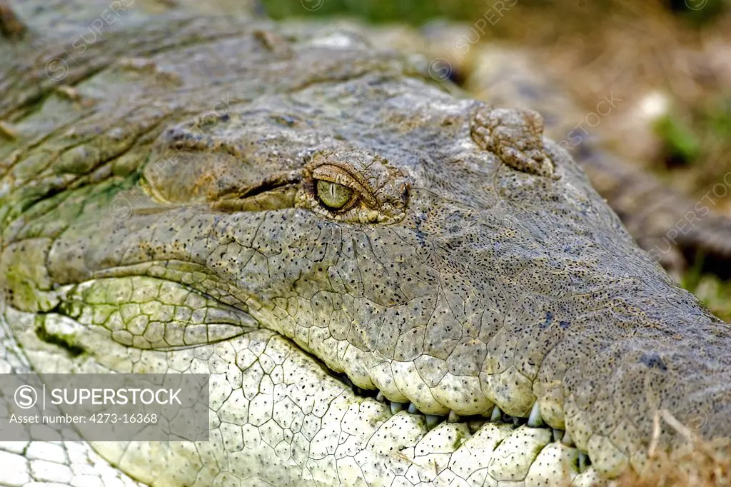 Orinoco Crocodile, crocodylus intermedius, Adult, Close up of Head, Los Lianos in Venezuela