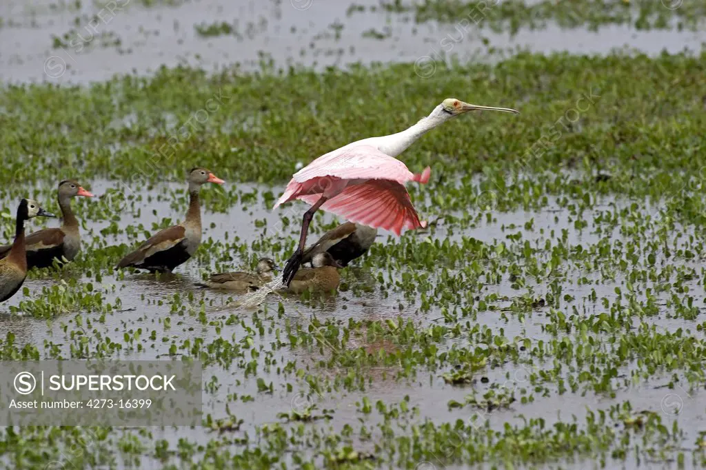 Roseate spoonbill, platalea ajaja, Adult in Flight, Taking off From Swamp, with Red-billed whistling ducks, dendrocygna automnalis, Los Lianos in Venezuela