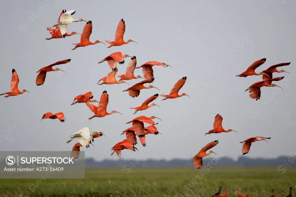 Scarlet Ibis, eudocimus ruber, Group in Flight above Swamp, Los Lianos in Venezuela