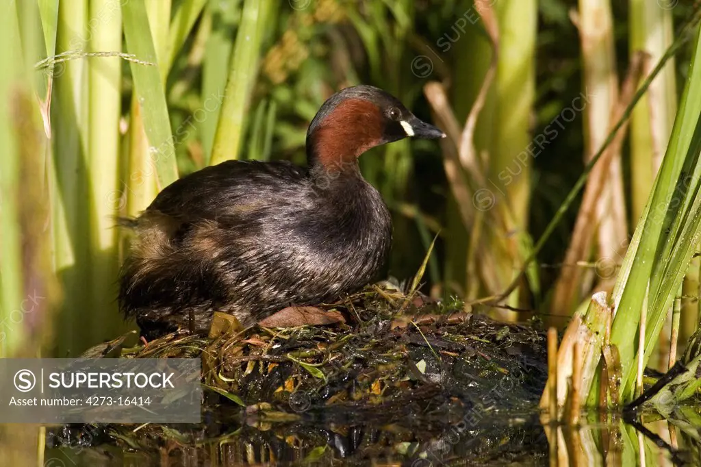 Little Grebe, tachybaptus ruficollis, Adult standing on Nest, Pond in Normandy