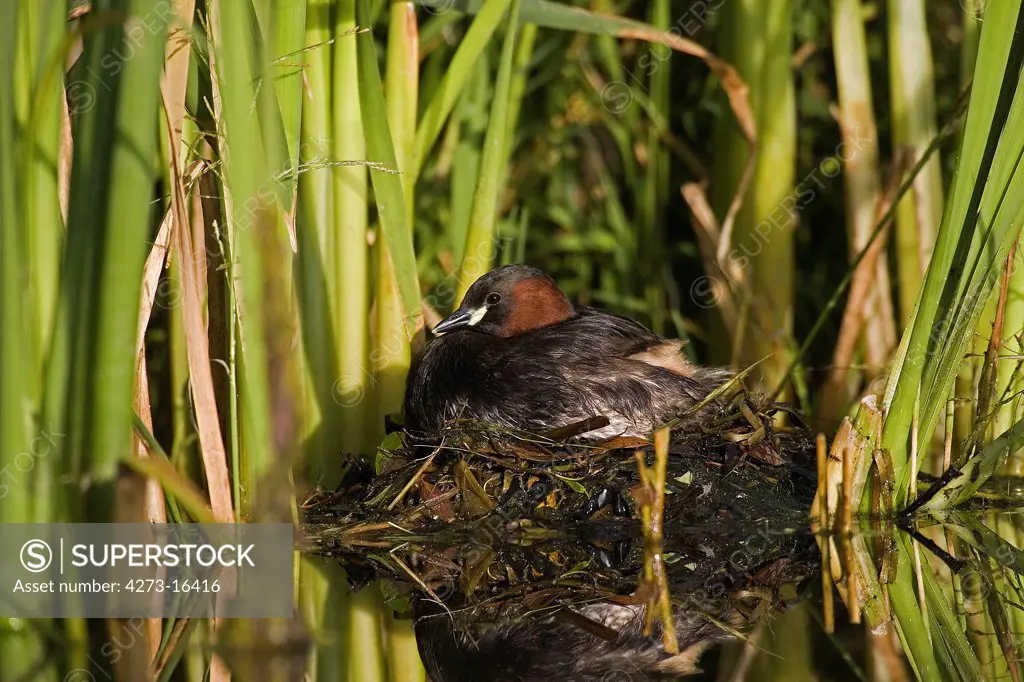 Little Grebe, tachybaptus ruficollis, Adult standing on Nest, Pond in Normandy