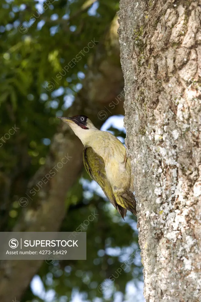 Green Woodpecker, picus viridis, Adult standing on Tree Trunk, Normandy