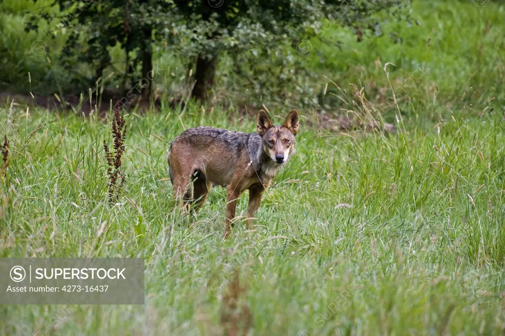Iberian Wof, canis lupus signatus, Adult standing in Long Grass