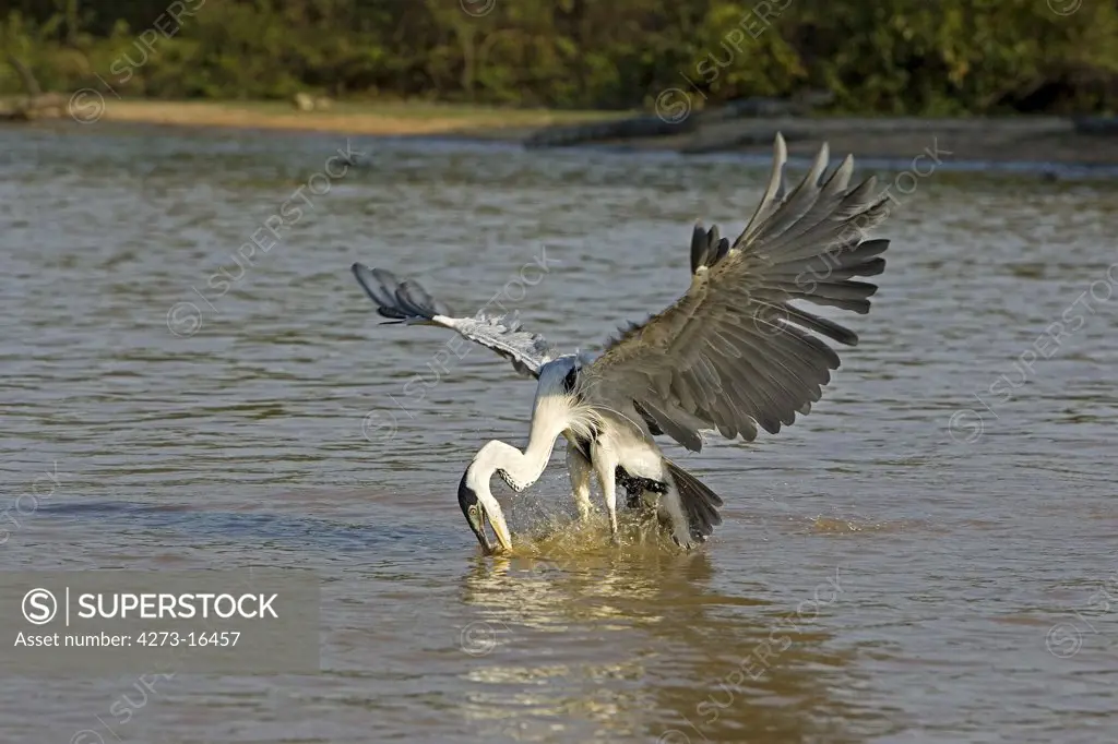 White-Necked Heron, ardea cocoi, Adult in Flight, Fishing in River, Los Lianos in Venezuela