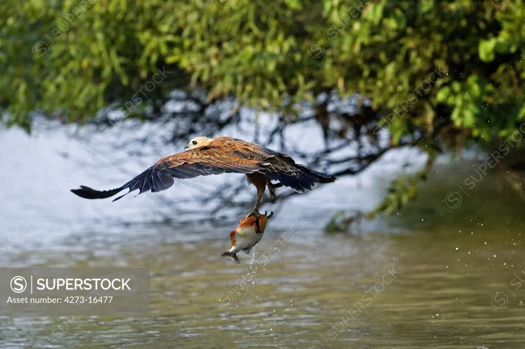 Black-collared Hawk, busarellus nigricollis, Adult in Flight, Fishing in River, Los Lianos in Venezuela