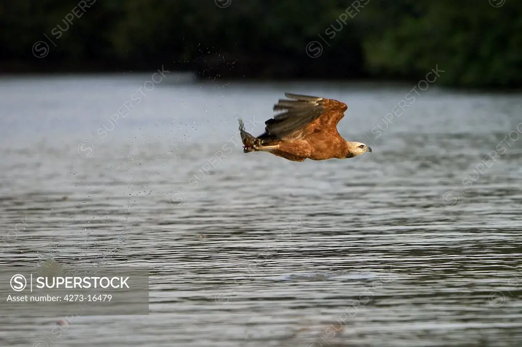 Black-collared Hawk, busarellus nigricollis, Adult in Flight, Fishing in River, Los Lianos in Venezuela