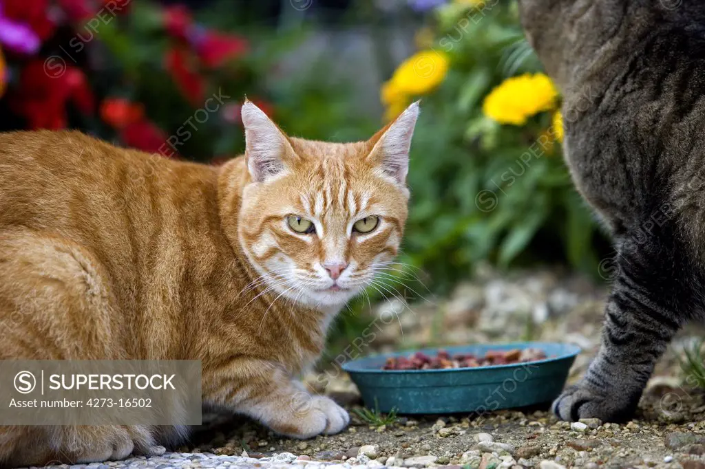 Red Tabby and Brown Tabby Domestic Cat, Cats eating, Normandy