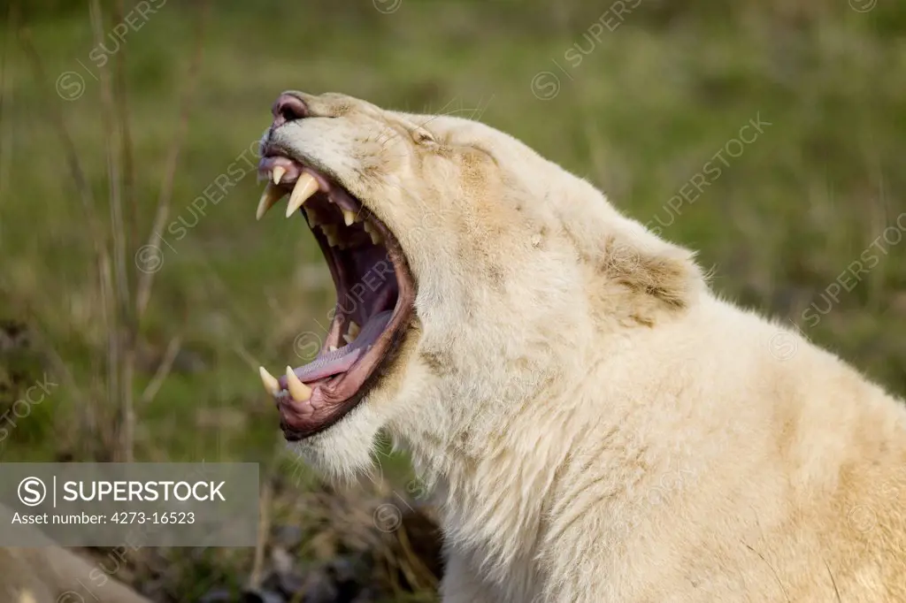 White Lion, panthera leo krugensis, Female Yawning