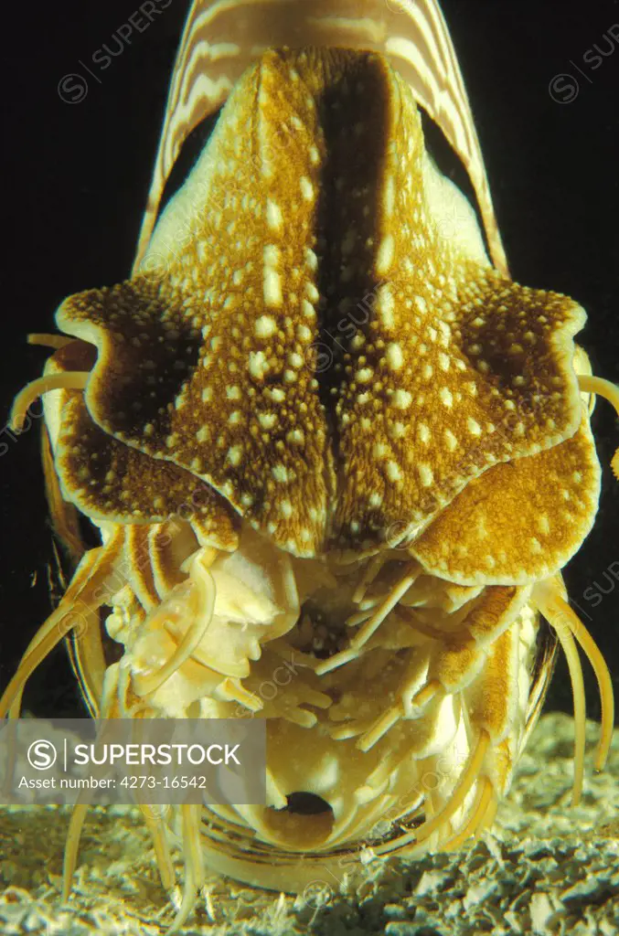 Nautilus, nautilus macromphalus