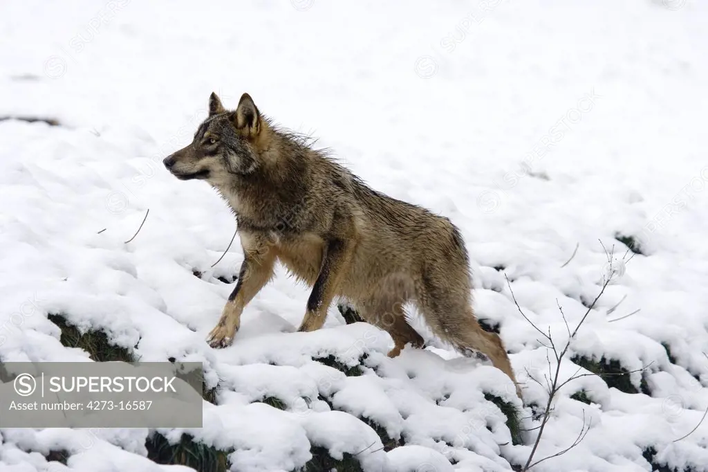 Iberian Wof, canis lupus signatus, Adult standing on Snow