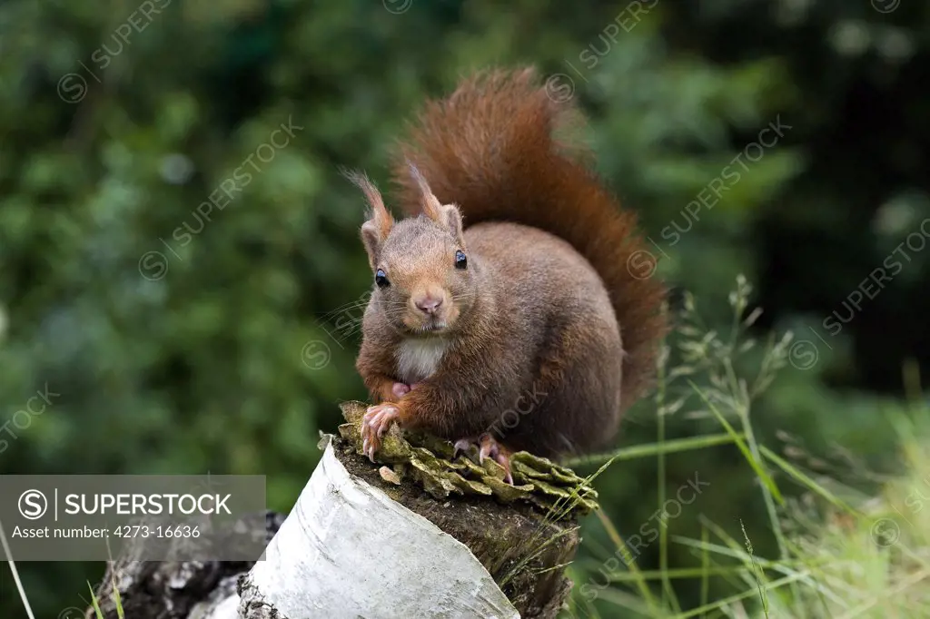 Red Squirrel, sciurus vulgaris, Adult standing on Branch, Normandy