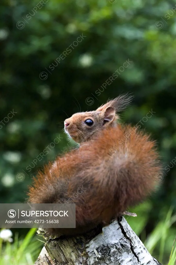 Red Squirrel, sciurus vulgaris, Adult standing on Branch, Normandy