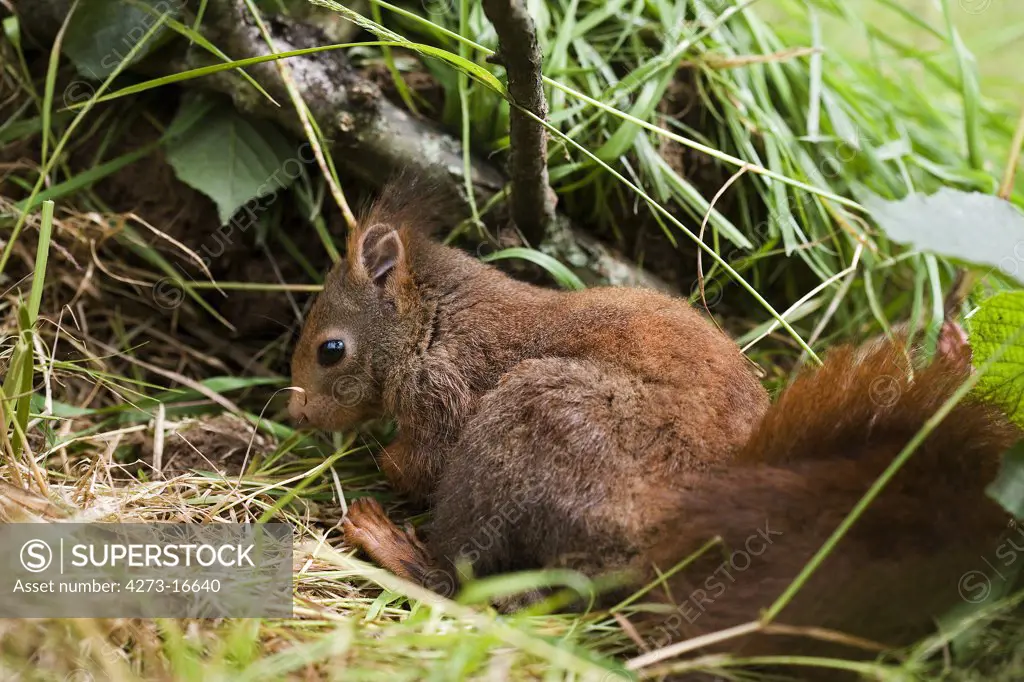 Red Squirrel, sciurus vulgaris, Adult standing on Grass, Normandy