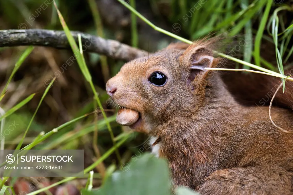 Red Squirrel, sciurus vulgaris, Adult eating Hazelnut, Normandy