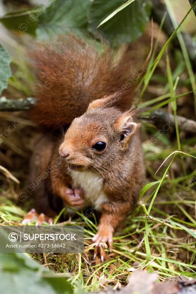Red Squirrel, sciurus vulgaris, Adult standing on Grass, Normandy