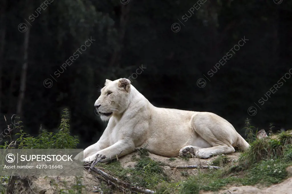 White Lion, panthera leo krugensis, Female laying