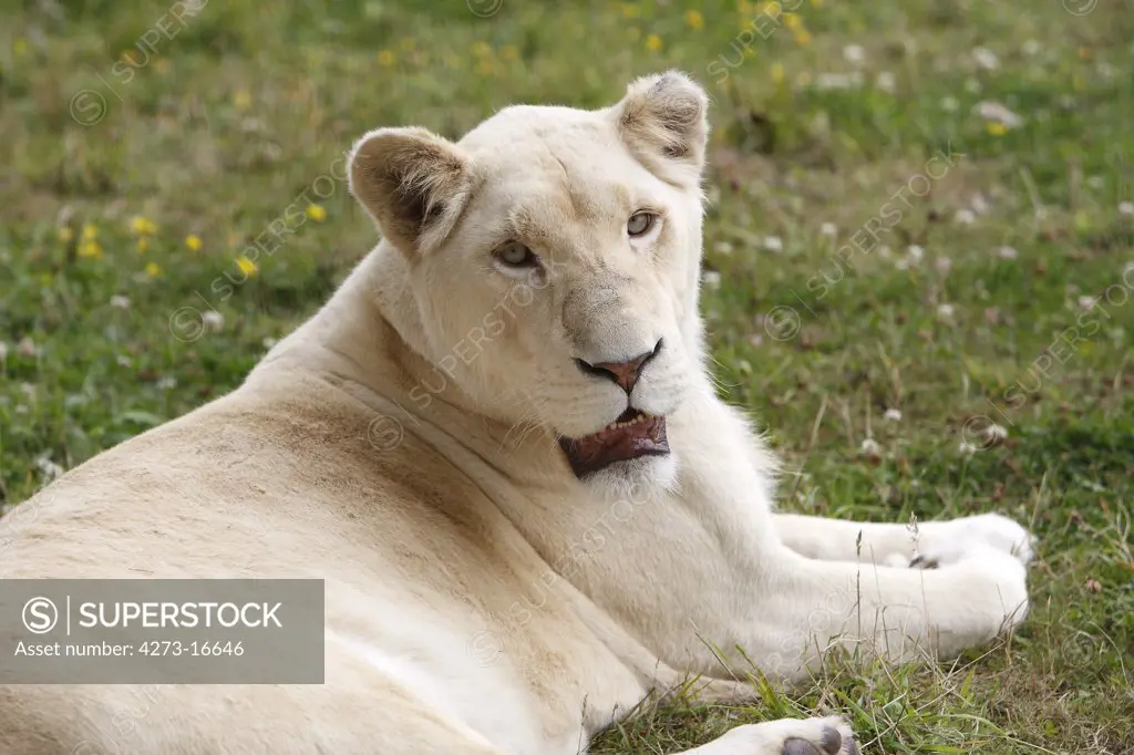White Lion, panthera leo krugensis, Female laying on Grass