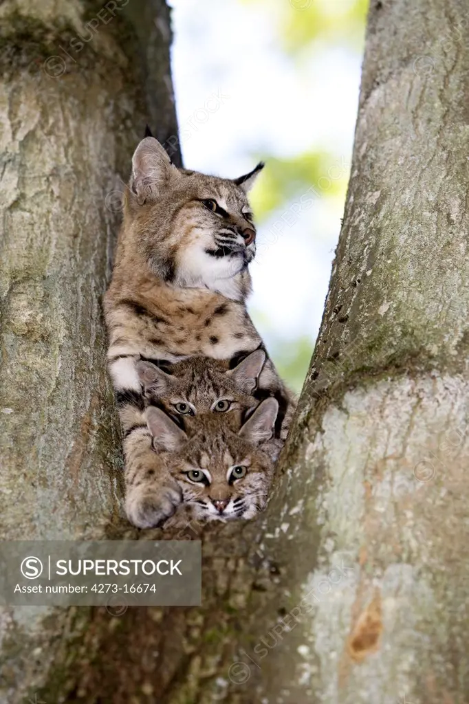European Lynx or Eurasian Lynx, felis lynx, Female with Cub standing in Tree