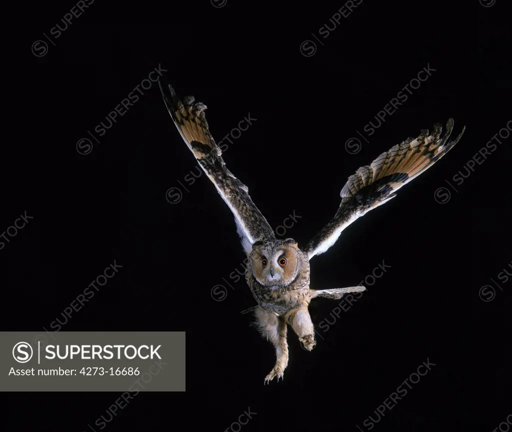 European Eagle Owl, asio otus, Adult in Flight