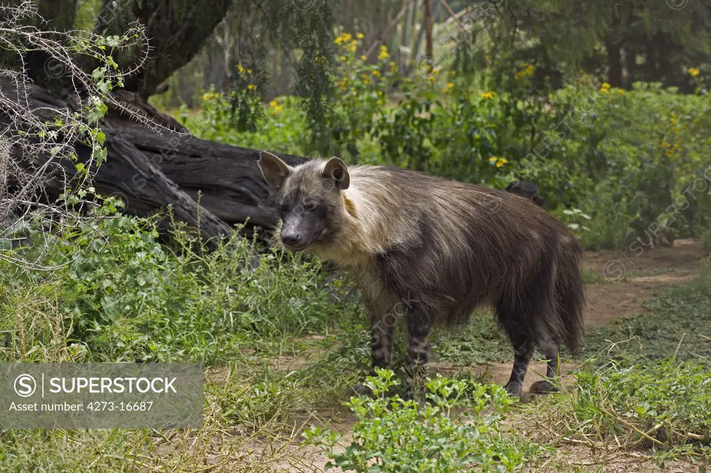 Brown Hyena, parahyaena brunnea, Adult