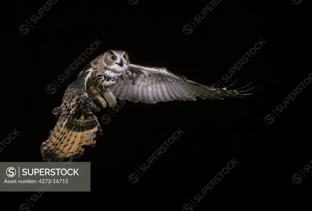 European Eagle Owl, asio otus, Adult in Flight