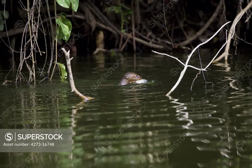 Giant Otter, pteronura brasiliensis, Adult standing in Madre de Dios River, Manu Parc in Peru
