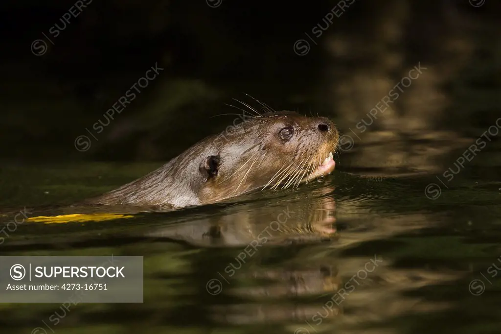 Giant Otter, pteronura brasiliensis, Adult standing in Madre de Dios River, Manu Parc in Peru