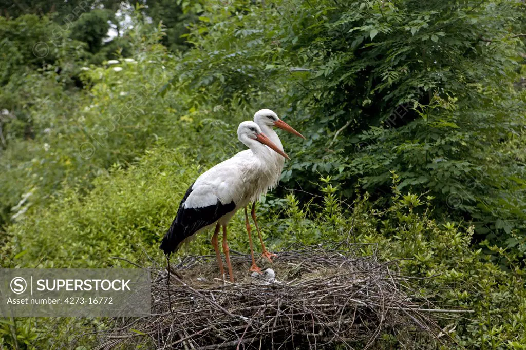 White Stork, ciconia ciconia, Pair with Chick on Nest